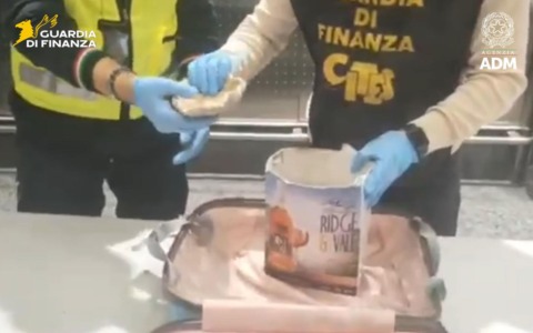 Sequestrati a Malpensa esemplari di corallo a rischio estinzione