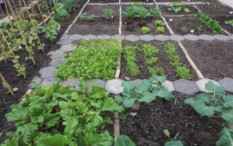 Aperte le richieste per gli orti urbani a Ceriano Laghetto
