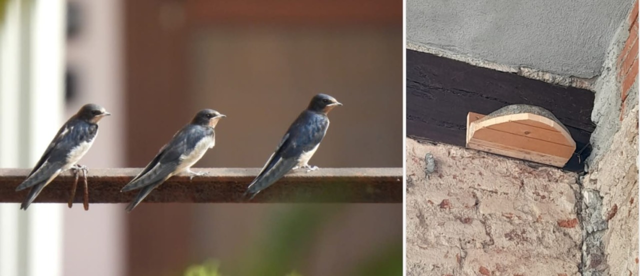Avvio del censimento dei nidi nel Parco dei Mughetti