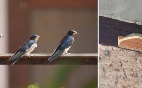 Avvio del censimento dei nidi nel Parco dei Mughetti