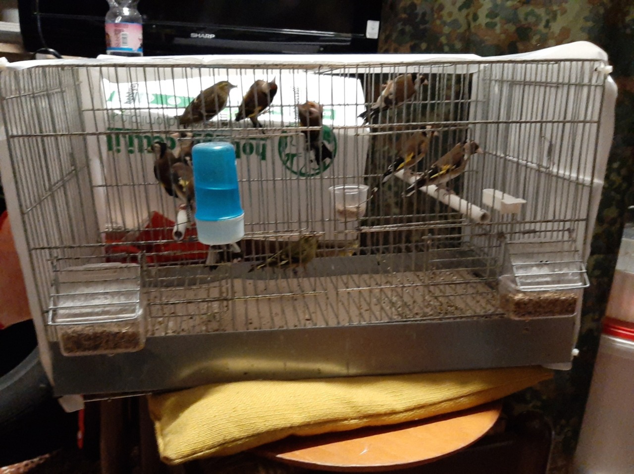 Sequestrati 11 uccelli protetti nel Comune di Gemonio