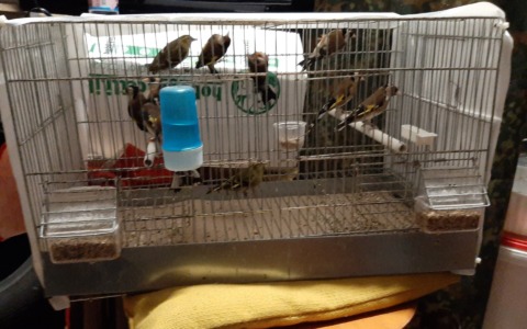 Sequestrati 11 uccelli protetti nel Comune di Gemonio