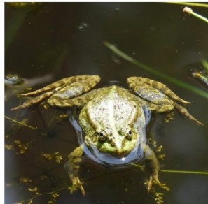 Bioblitz 2026: cittadini e natura nel Parco dei Mughetti