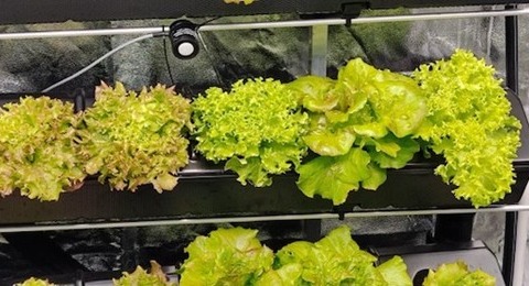 Il Geymonat e il Futuro Sostenibile: Un Impegno per la Green School