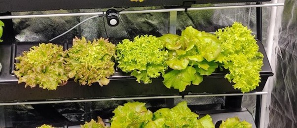 Il Geymonat e il Futuro Sostenibile: Un Impegno per la Green School