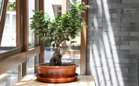 Ritorna la Mostra Bonsai a Villa Pomini