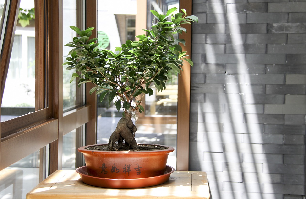 Ritorna la Mostra Bonsai a Villa Pomini