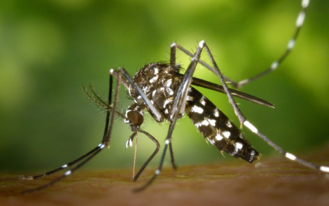 Dengue a Legnano e Castellanza, attivate le misure di disinfestazione