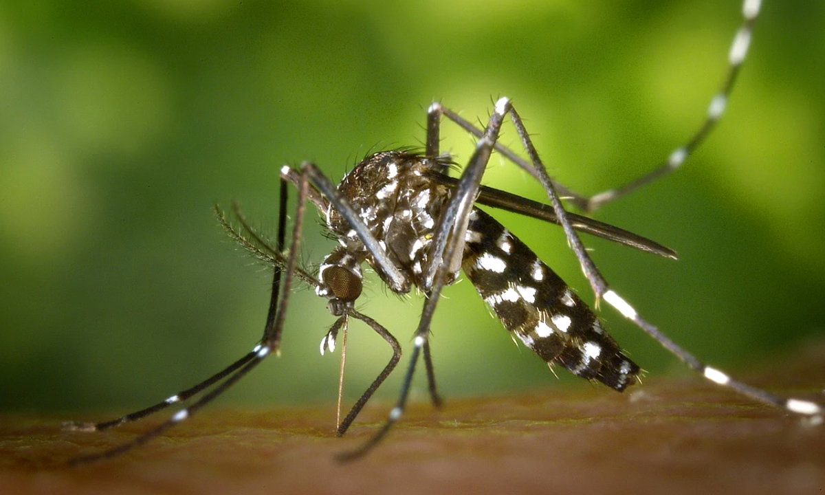Dengue a Legnano e Castellanza, attivate le misure di disinfestazione