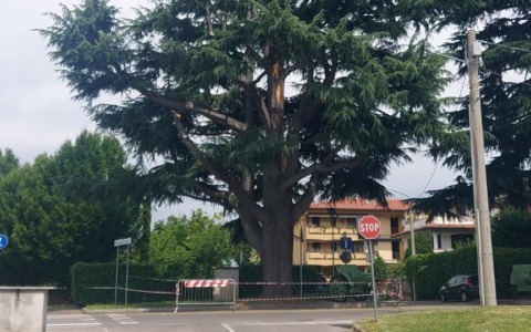 Un mese di monitoraggio per il cedro colpito da un fulmine