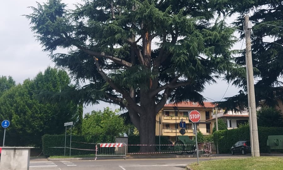 Un mese di monitoraggio per il cedro colpito da un fulmine