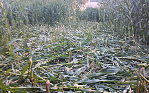 Caldo estremo, Coldiretti avverte: “Gravi conseguenze per agricoltura e allevamenti”