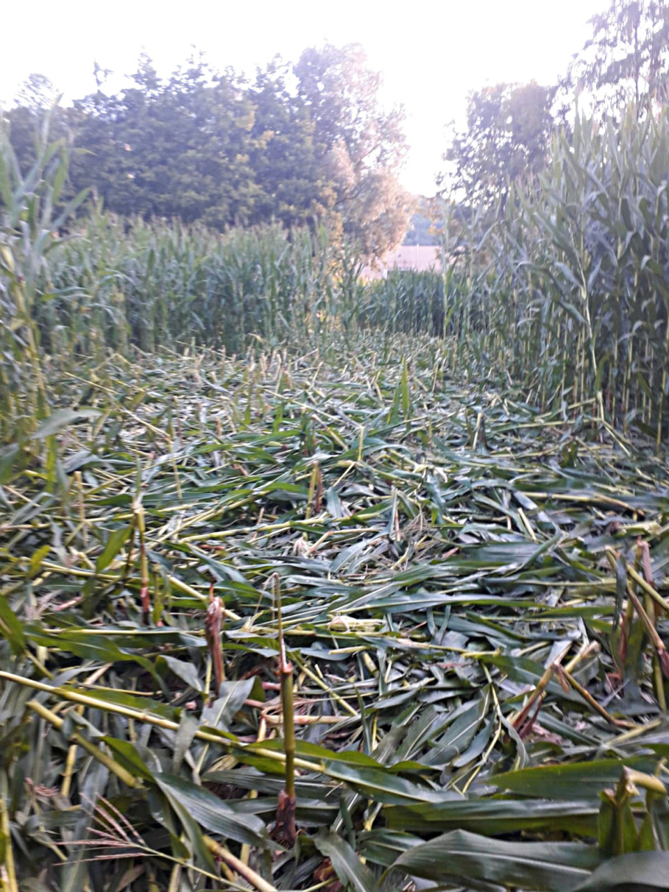 Caldo estremo, Coldiretti avverte: “Gravi conseguenze per agricoltura e allevamenti”