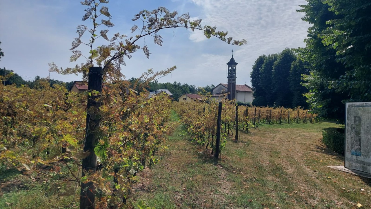 Secondo tentativo per la gestione del vigneto di Madonna delle Vigne
