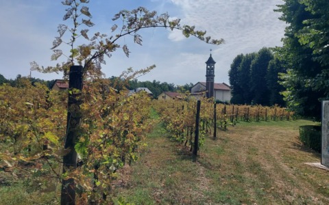 Secondo tentativo per la gestione del vigneto di Madonna delle Vigne